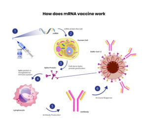 it’s incorrect to think that COVID vaccines may be dangerous because they were developed too quickly. In fact, thanks to decades in the making of the mRNA approach, the two vaccines that were reviewed by the FDA last December were actually developed within 48 hours in January 2020